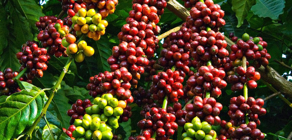 Specialty Coffee